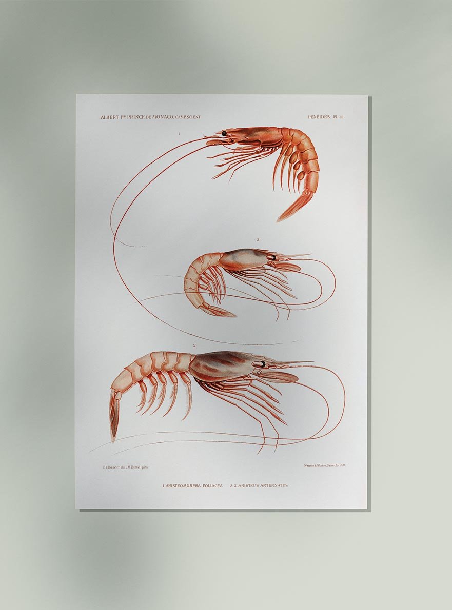 Shrimp Marine Life Chart