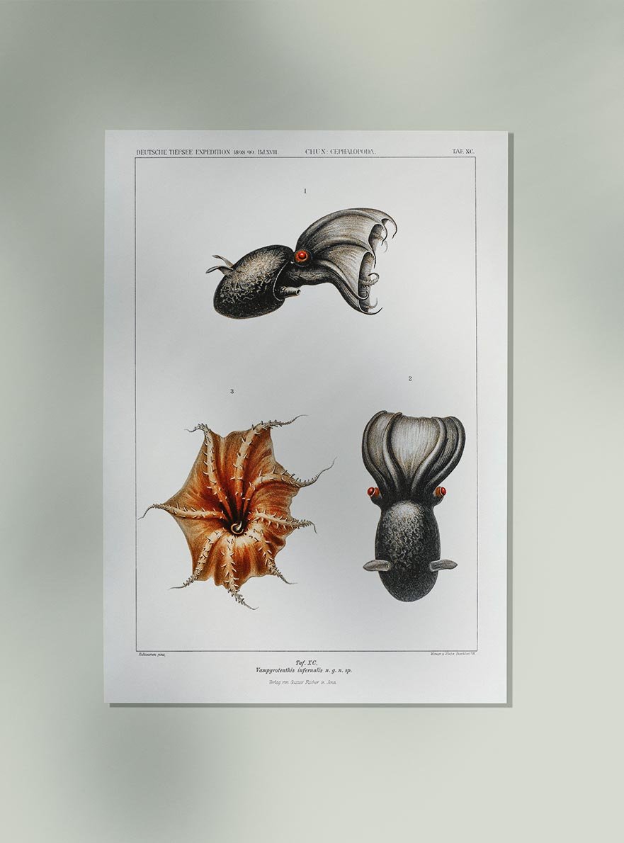 Cirrate Octopus and Vampire Squid Vintage Poster