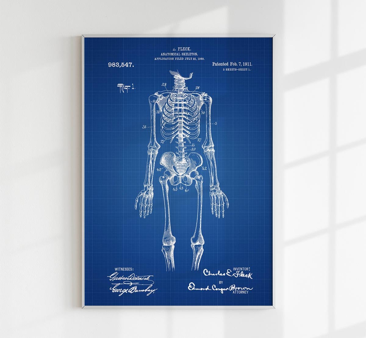 Anatomical Skeleton B Patent Poster