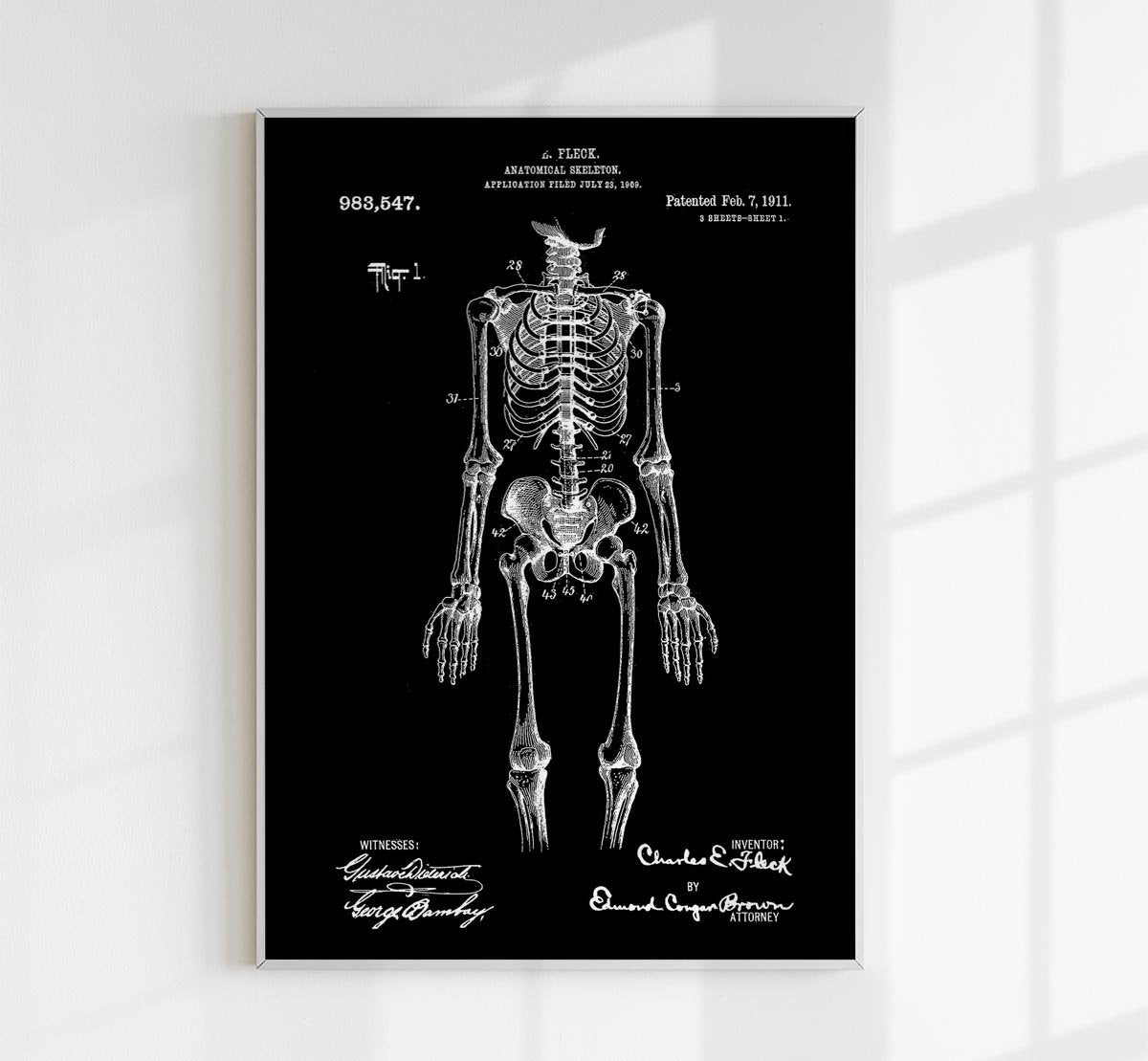 Anatomical Skeleton B Patent Poster