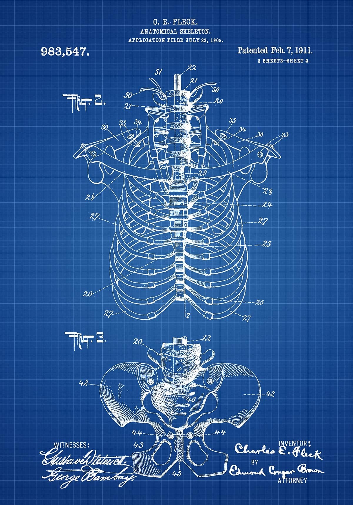 Anatomical Skeleton C Patent Poster