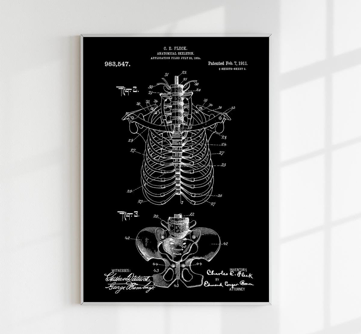 Anatomical Skeleton C Patent Poster
