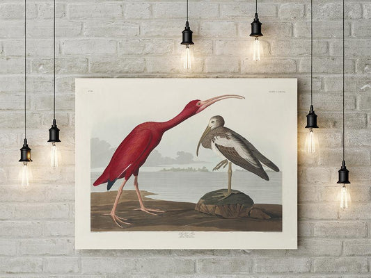 Scarlet Ibis from Birds of America Poster