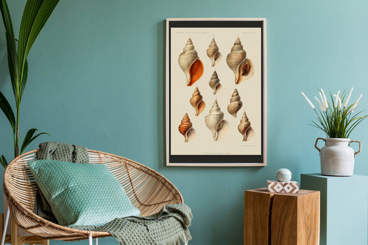 Shells Seashells Mollusques Chart Poster