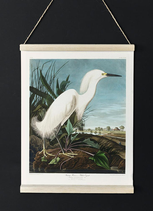 Snowy Heron from Birds of America Poster