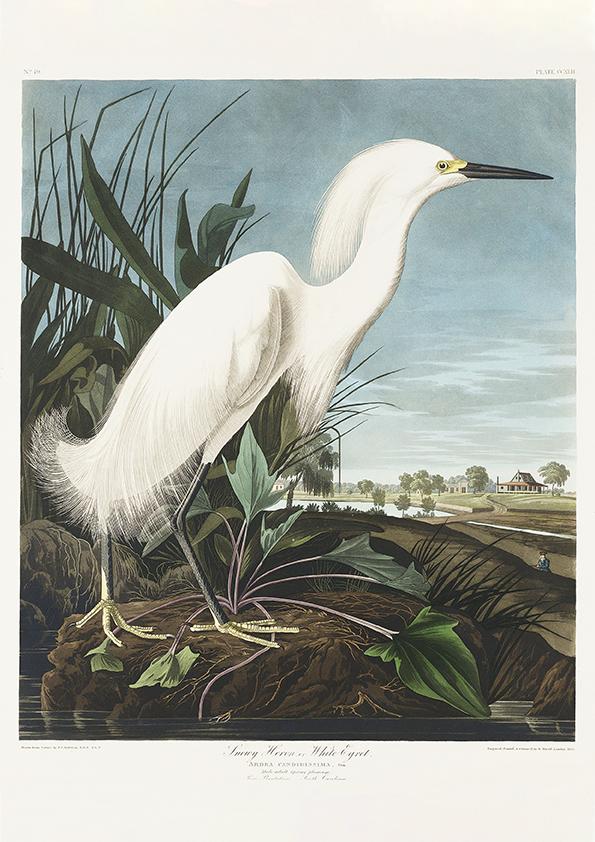 Snowy Heron from Birds of America Poster