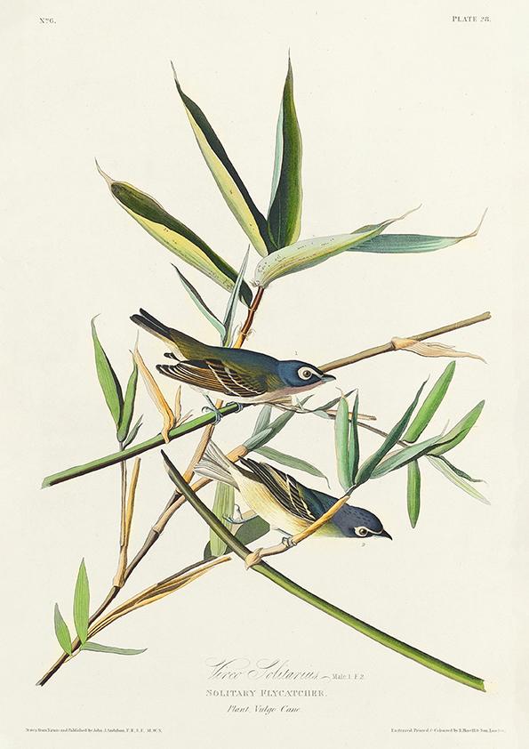 Solitary Flycatcher from Birds of America Poster