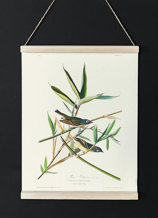 Solitary Flycatcher from Birds of America Poster