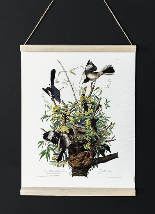 The Mocking Bird from Birds of America Poster