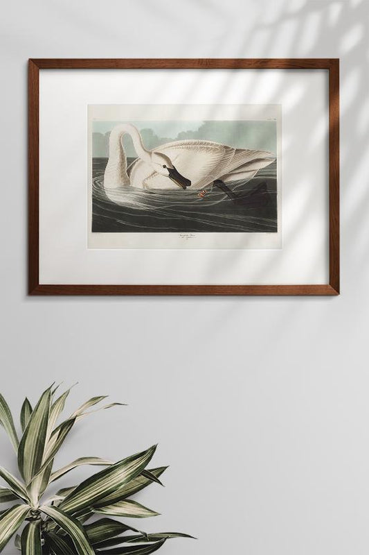Trumpeter Swan from Birds of America Poster