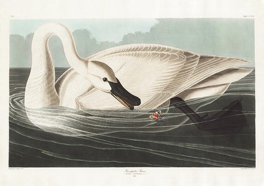 Trumpeter Swan from Birds of America Poster