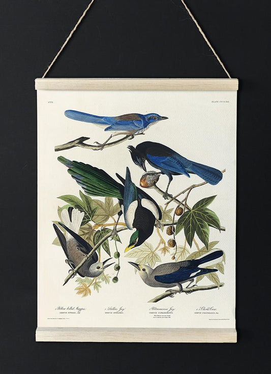 Yellow-Billed Magpie, Stellers Jay, Ultramarine Jay and Clark's Crow - Birds of America
