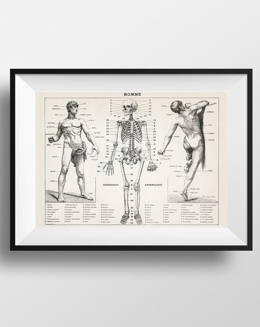 Human Osteology and Arthrology Anatomy Poster