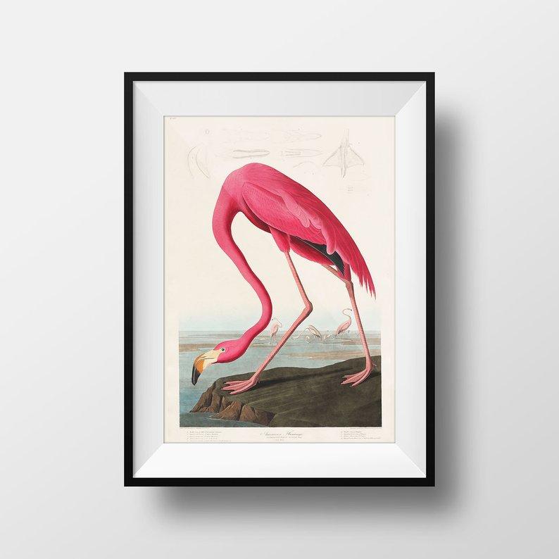 American Pink Flamingo Animal Print