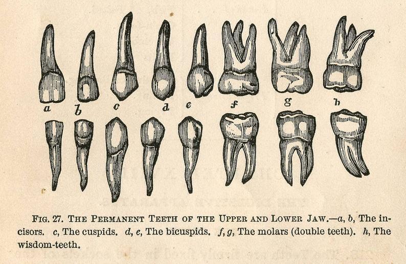 Human Teeth Medical Chart