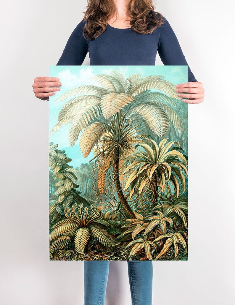 Palm Tree by Ernst Haeckel Poster