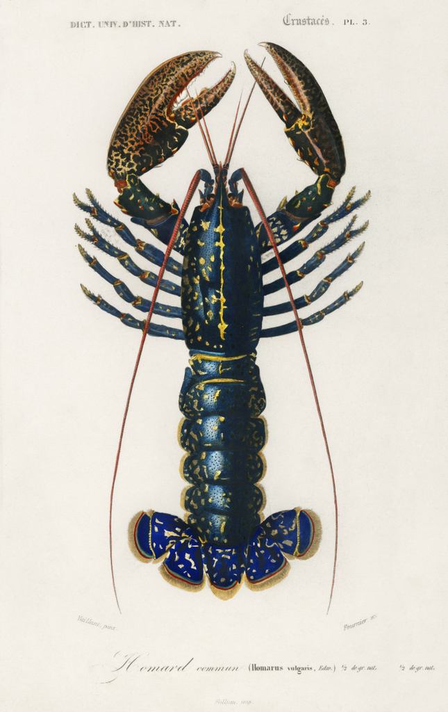 Crustacean Lobster