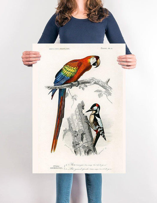 Macaw and Woodpecker Bird Poster