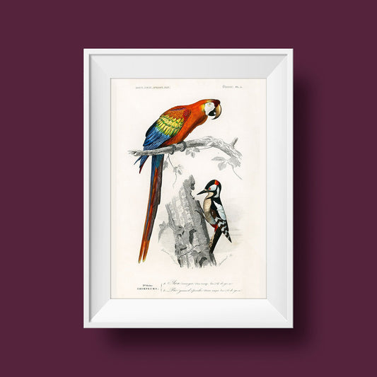 Macaw and Woodpecker Bird Poster