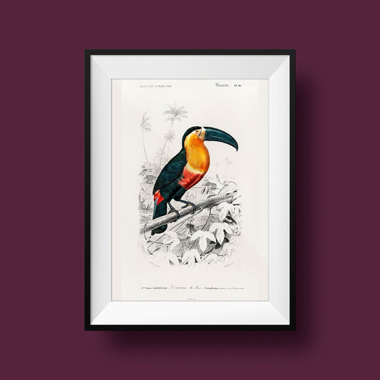 Toucan du Para Tropical Bird Poster