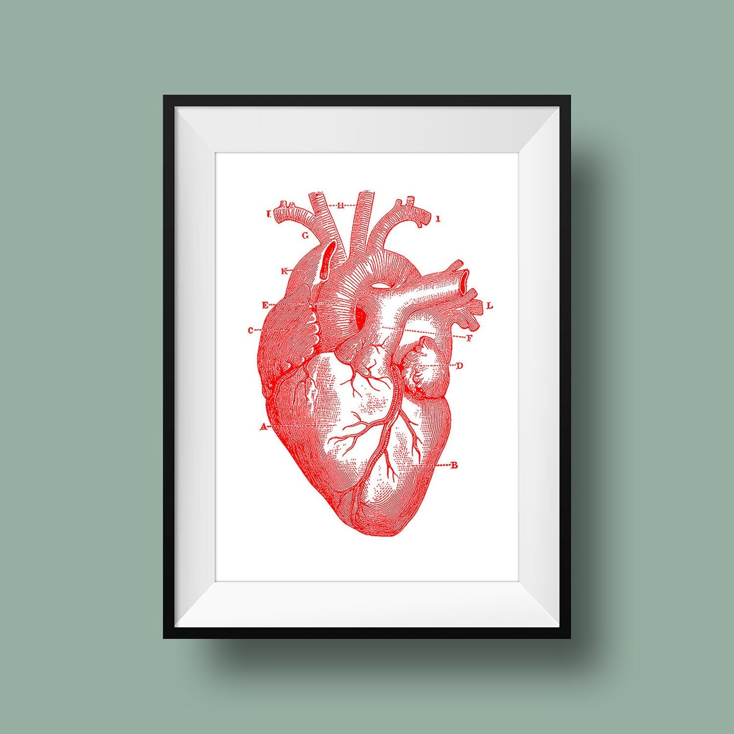 Anatomical Heart Poster