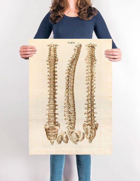 Spine Vintage Anatomical Poster