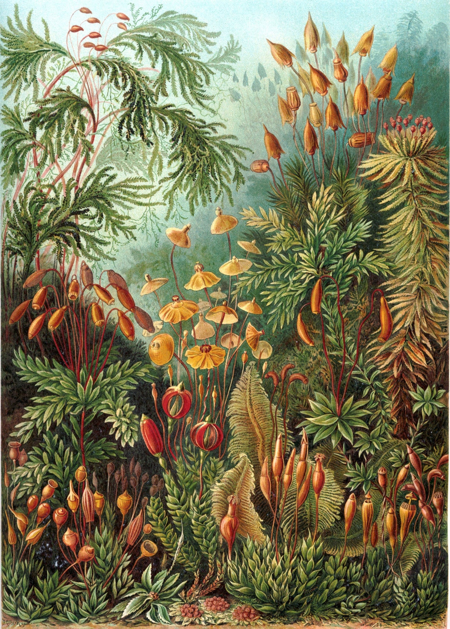 Mushroom Forest Botanical Print by Ernst Haeckel