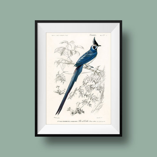 Pica Colliei Vintage Bird Poster