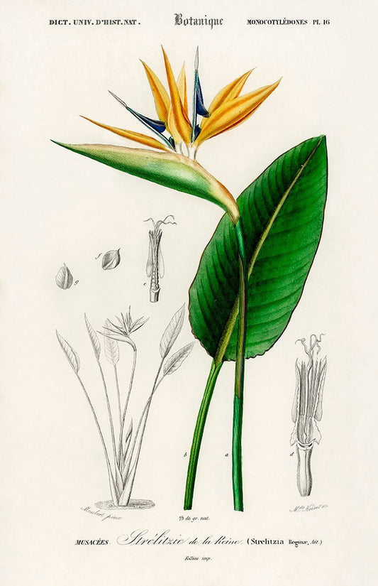 Strelitzia Flower Botanical Poster