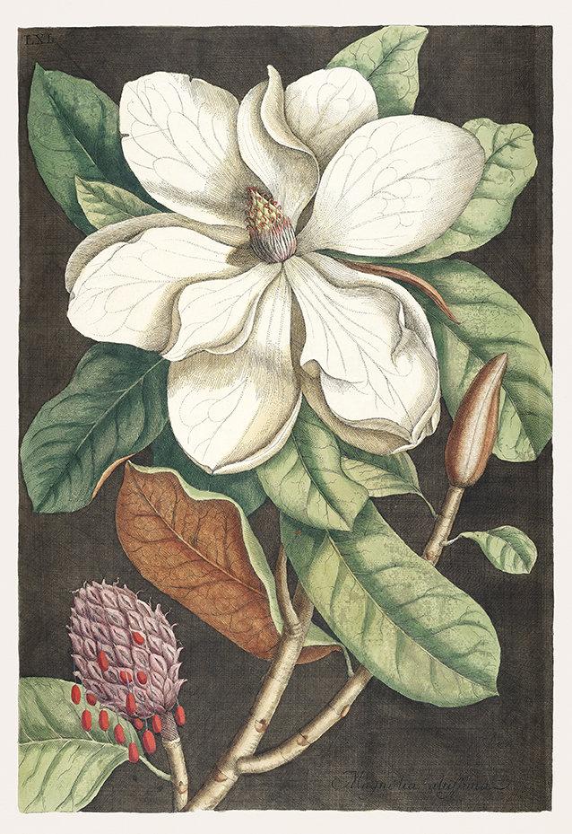 Laurel Tree and Magnolia Altissima Poster