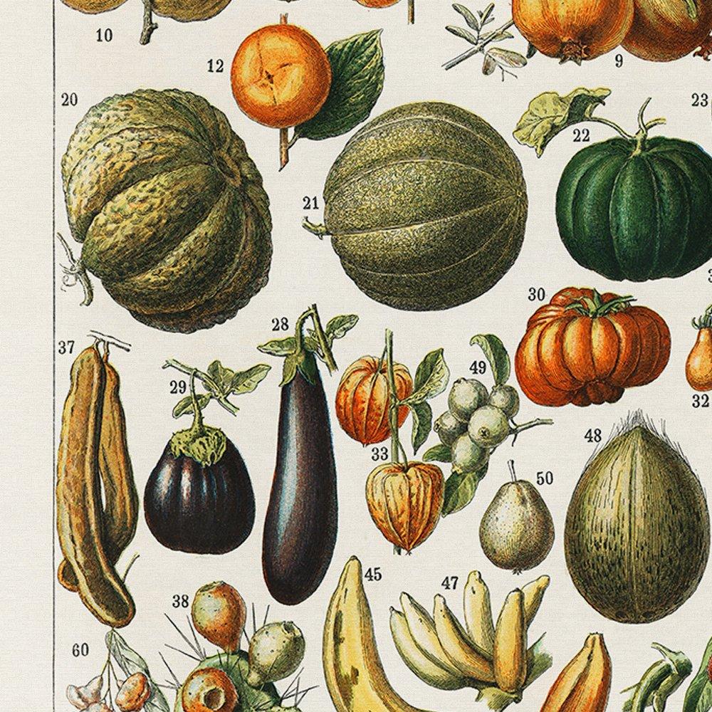 Fruits And Legumes Antique Chart by Adolphe Millot Poster