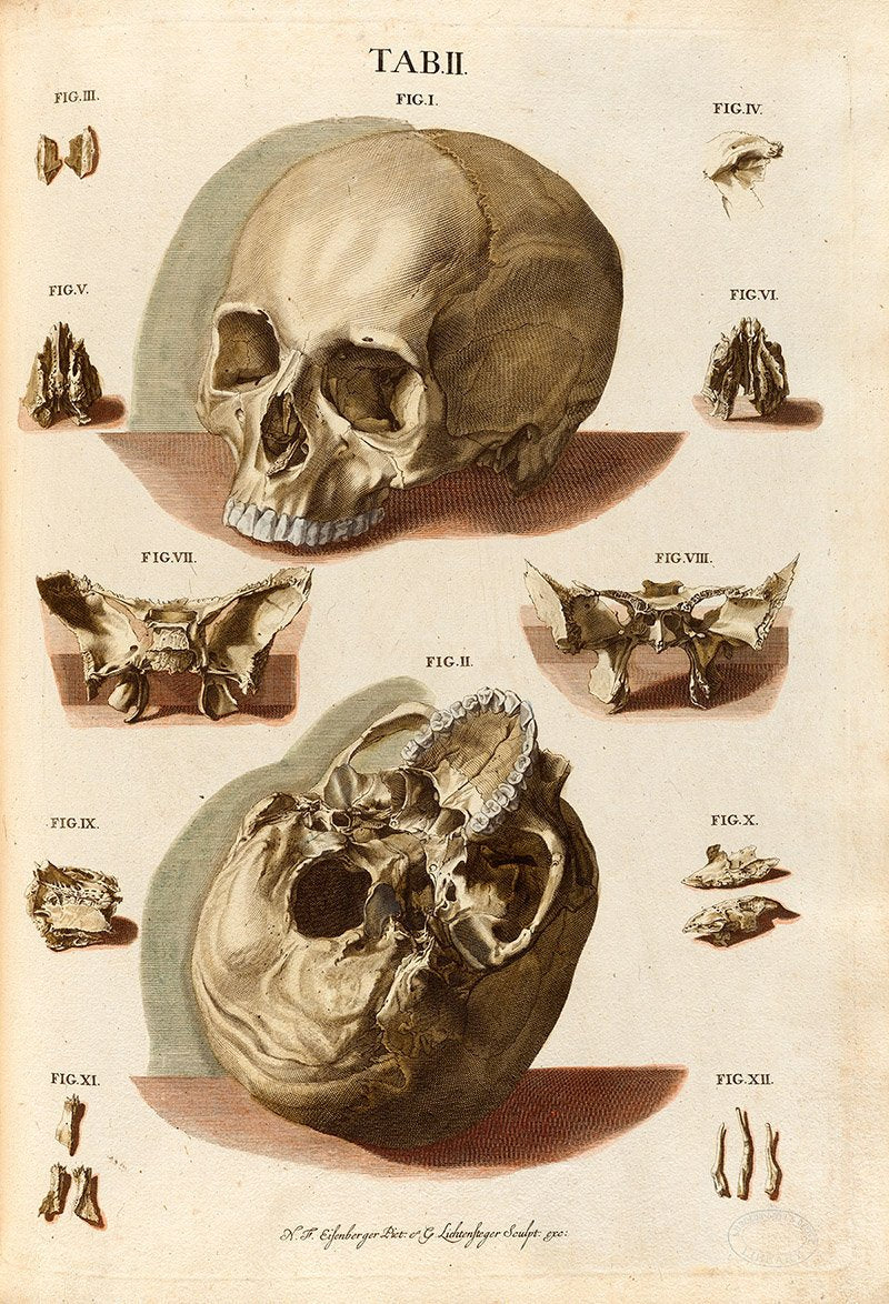 Human Skull Antique Chart