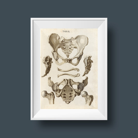 Hip Bones Anatomy Poster