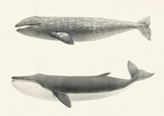 Whale Pintada and Orca