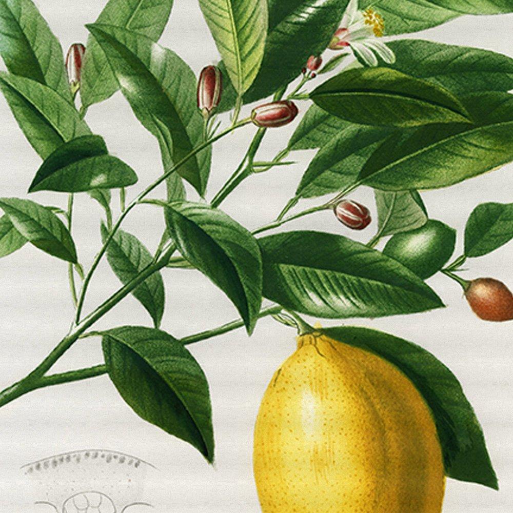 Lime Flower &  Lemon Fruit Vintage Poster