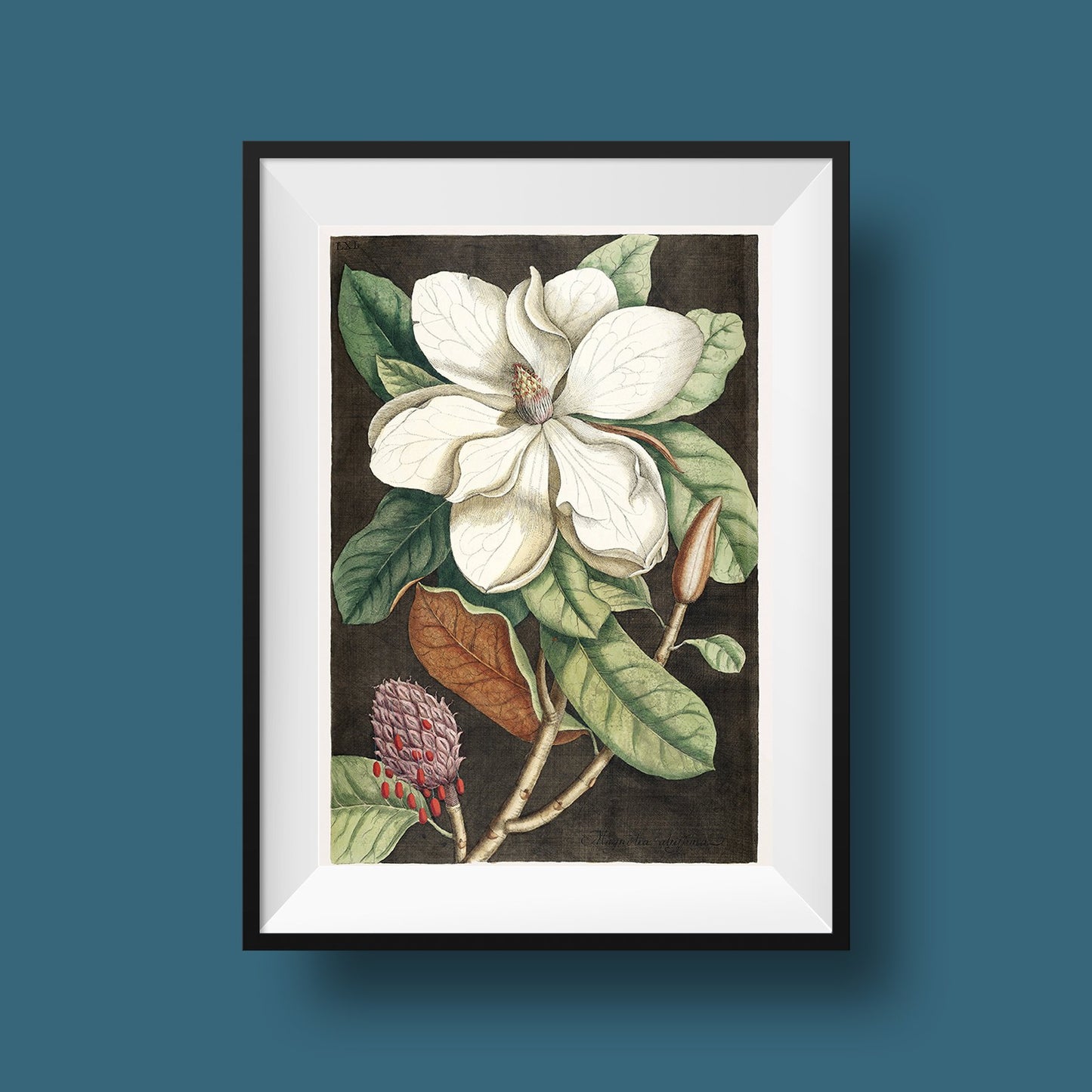Laurel Tree and Magnolia Altissima Poster