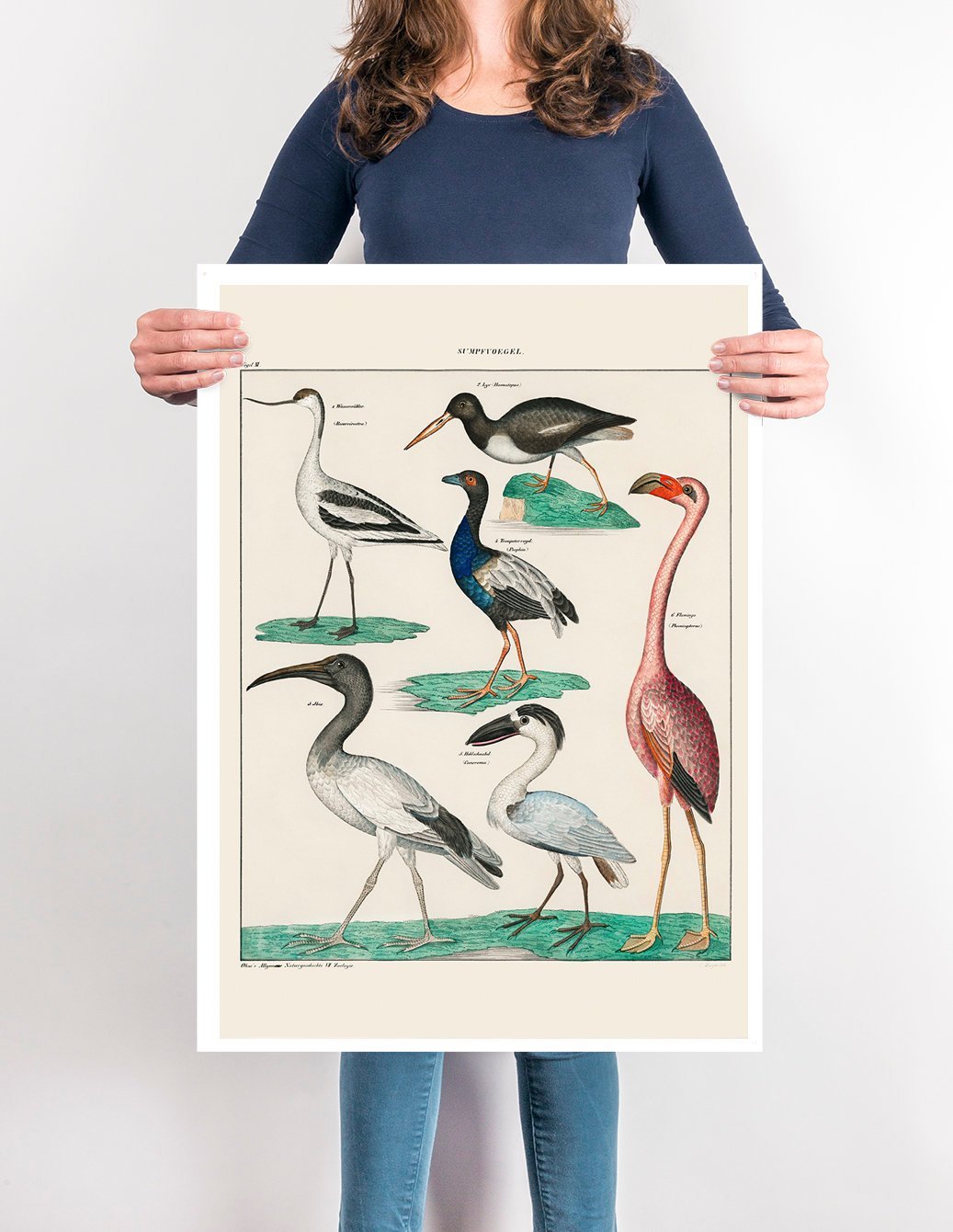 Vögel XI. Plate - A cute collage of birds