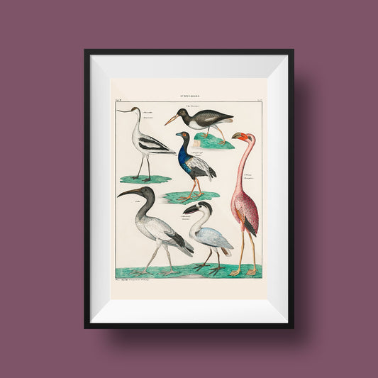 Vögel XI. Plate - A cute collage of birds