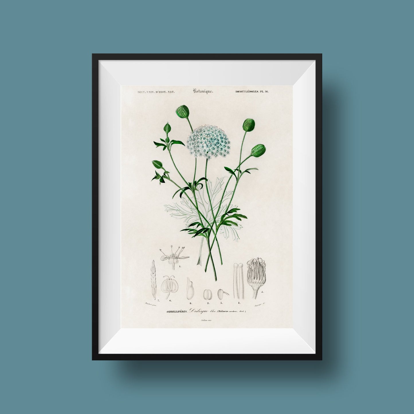 Didiscus Plant Poster
