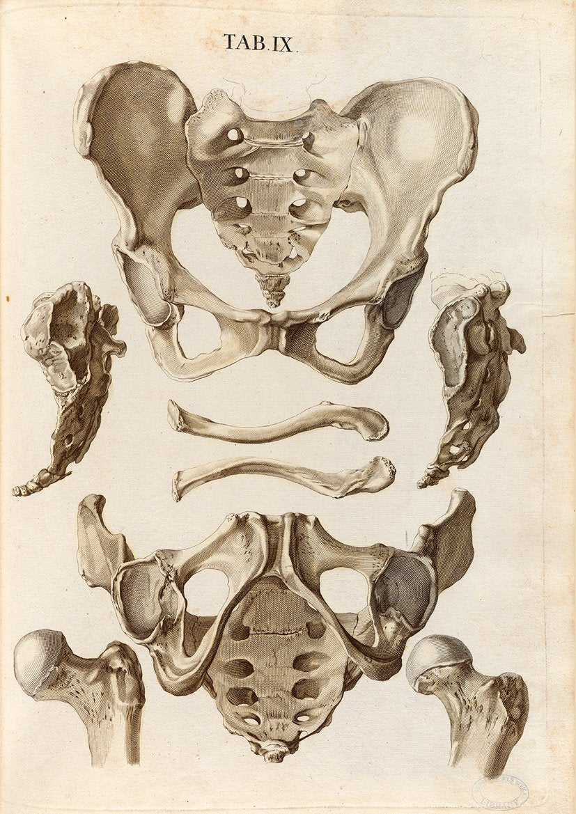 Hip Bones Anatomy Poster