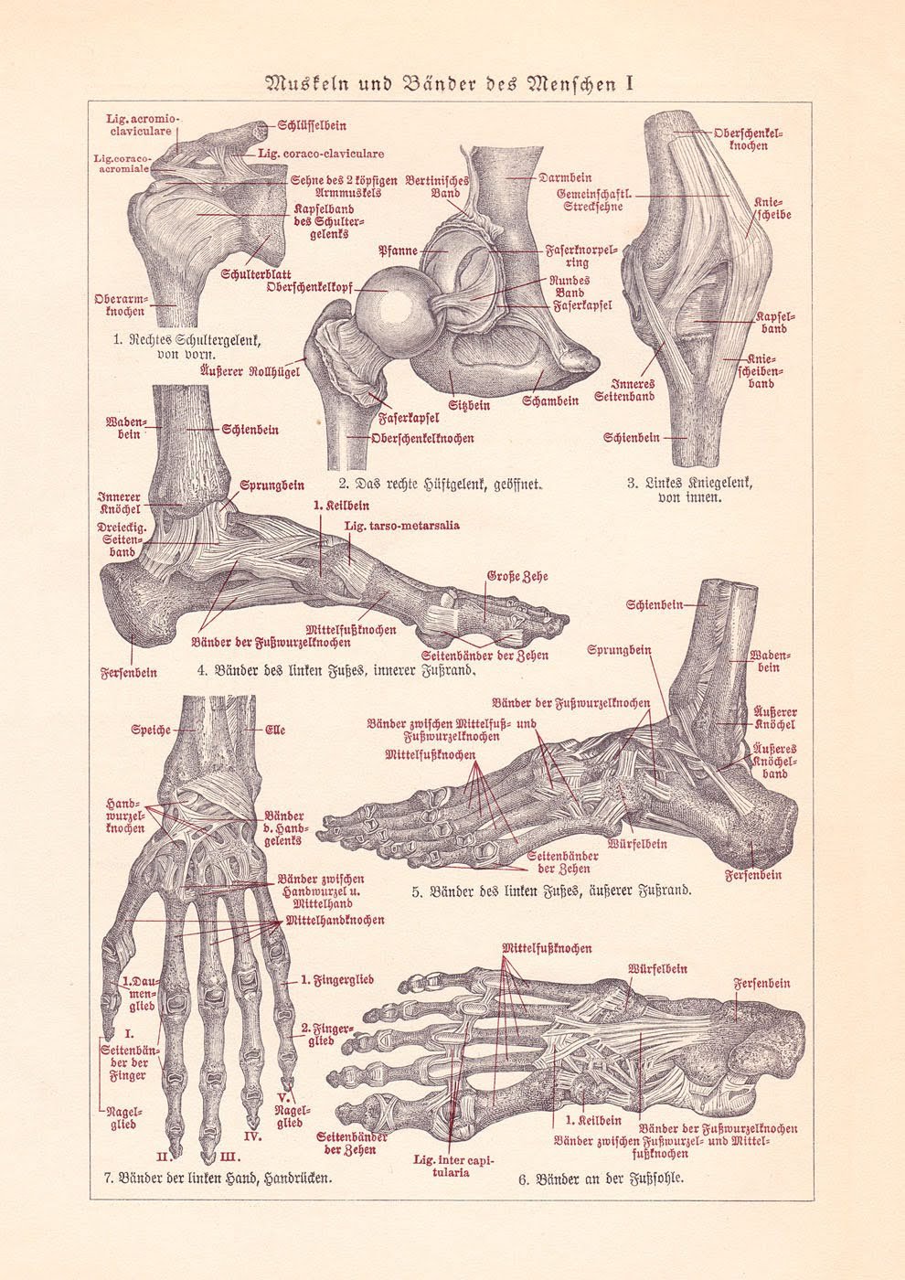 Muscles and Ligaments Medical Chart