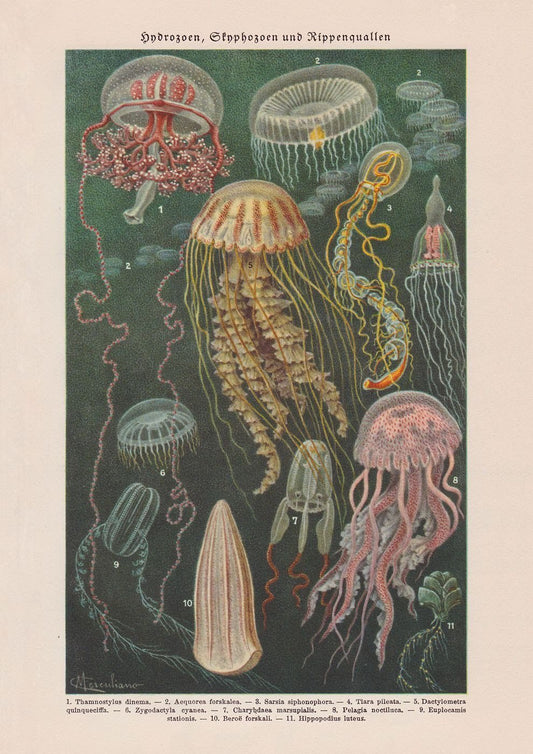 Jellyfishes Chart Poste