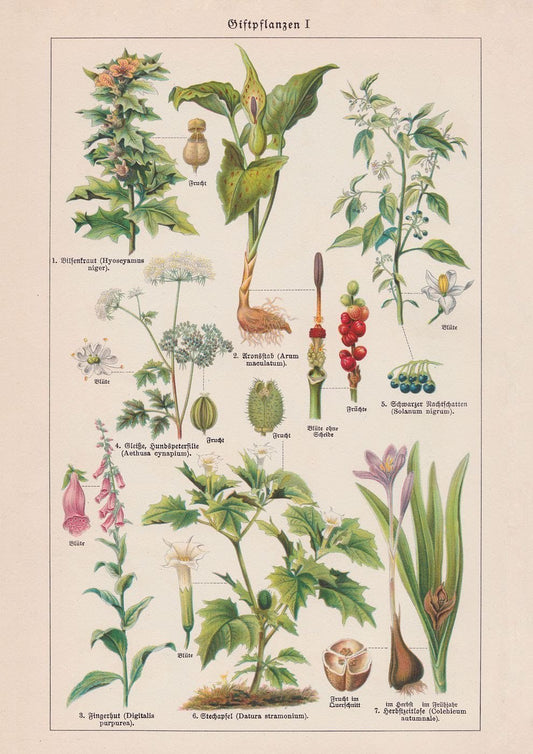 Poisonous and Toxic Plants I (Giftpflanze)