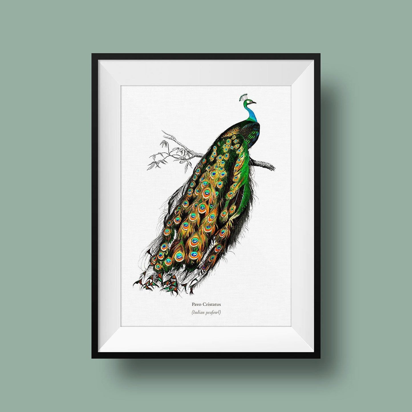 Indian Peafowl Illustration