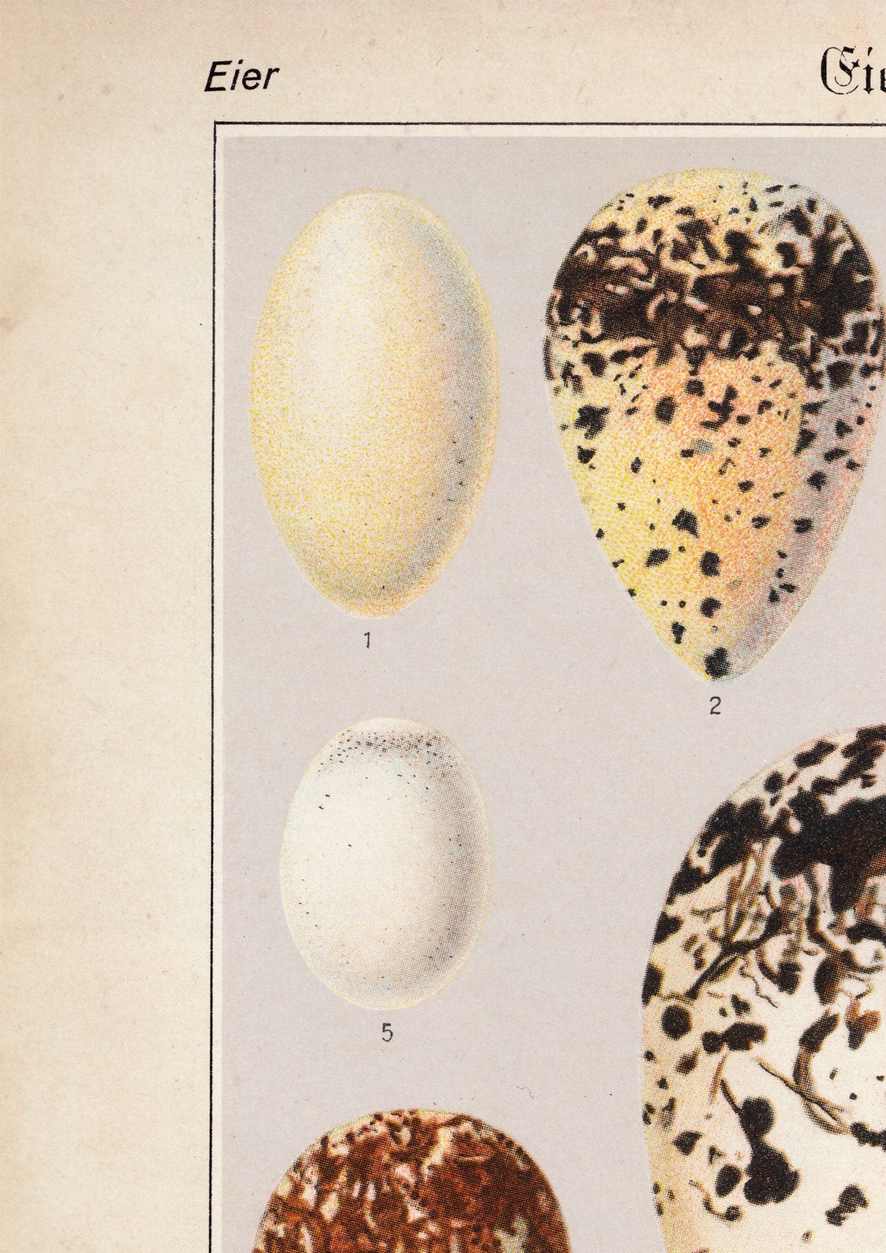Eggs II Poster