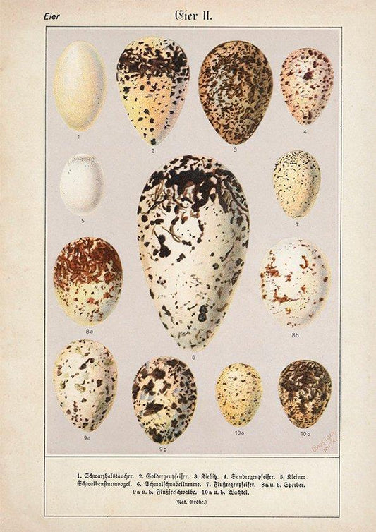Eggs II Poster