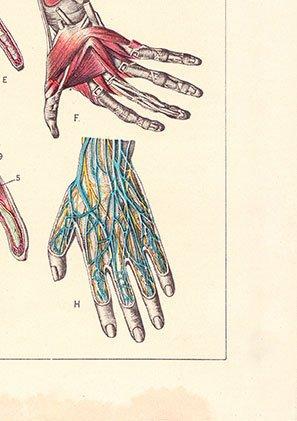 Hand and Arm Anatomy Poster