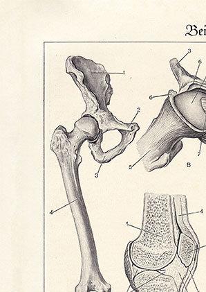 Leg Bones Anatomy Poster