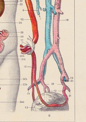 Blood Circulation Anatomical Poster