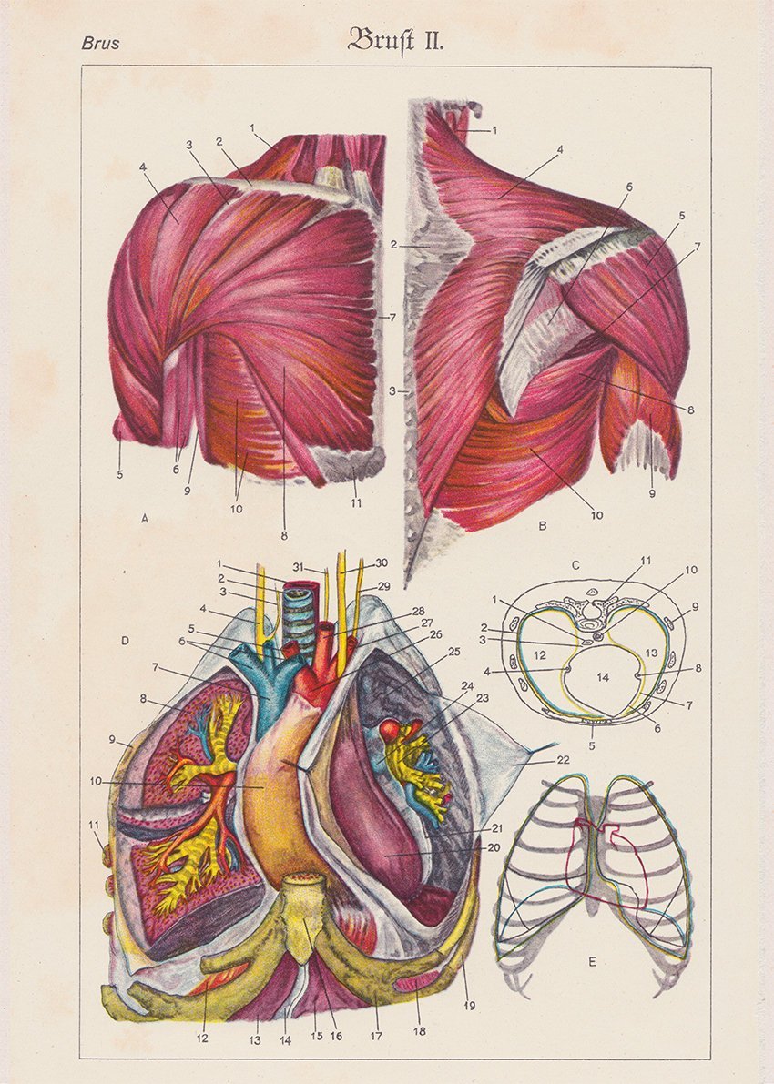Chest Anatomy Medical Chart